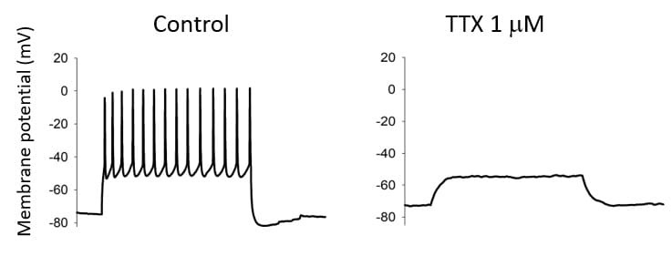 Tetrodotoxin 1078