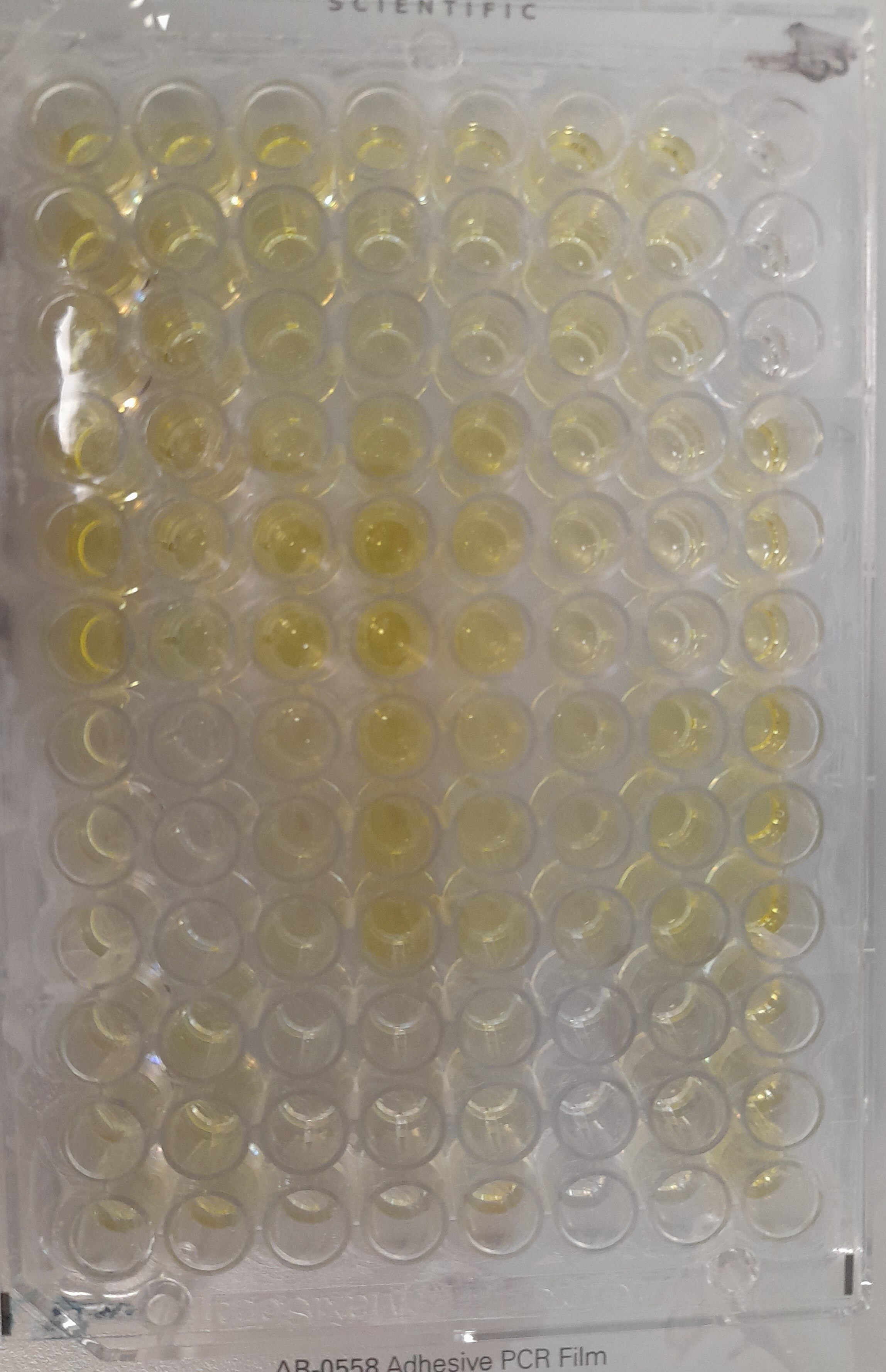 Recombinant SARS-CoV-2 AY.1 Spike (GCN4-IZ) His Protein, CF 10922-CV