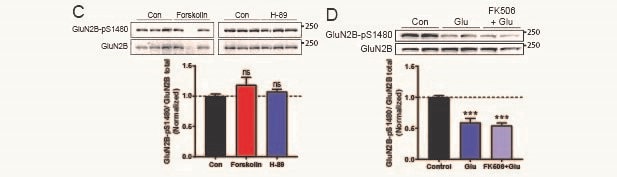 Forskolin 1099