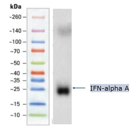 Recombinant Human IFN-alpha A (alpha 2a) Protein 11100-1