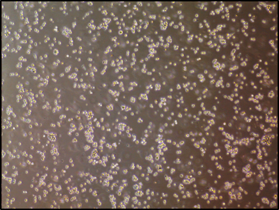 Dexamethasone 1126