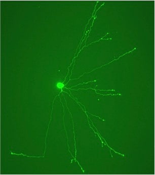 Recombinant Mouse beta-NGF Protein 1156-NG