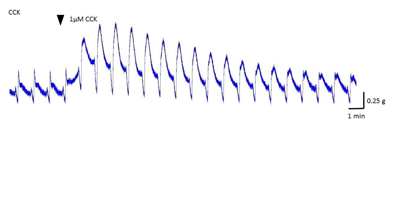 CCK Octapeptide, sulfated 1166
