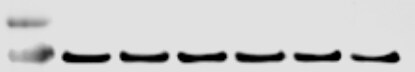 Leupeptin hemisulfate 1167
