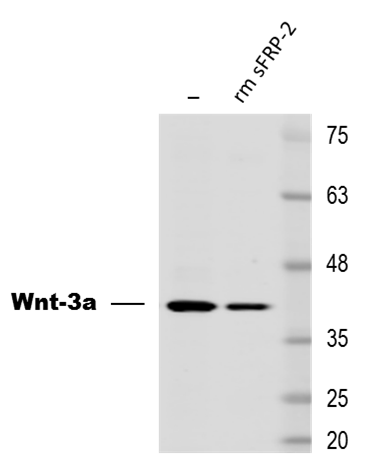 Recombinant Mouse sFRP-2 Protein 1169-FR