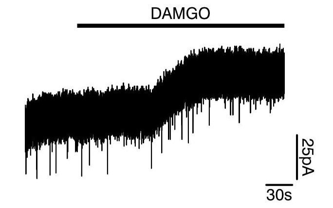 DAMGO 1171