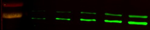 Pepstatin A 1190