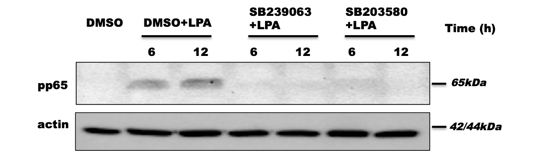 SB 203580 1202