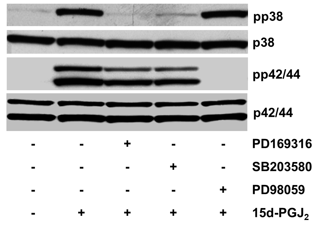PD 98059 1213