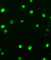 Etoposide 1226