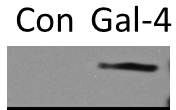 Recombinant Human Galectin-4 Protein 1227-GA