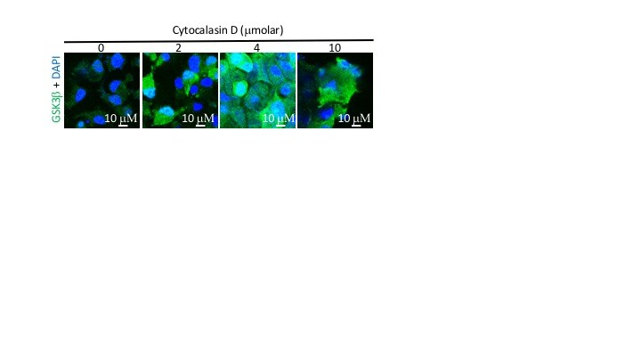 Cytochalasin D 1233