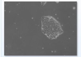 Y-27632 dihydrochloride 1254