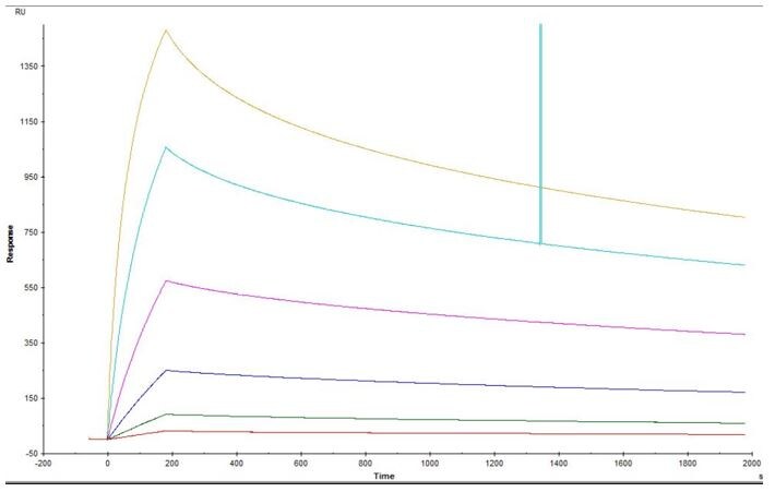 Recombinant Mouse OX40/TNFRSF4 Fc Chimera Protein, CF 1256-OX