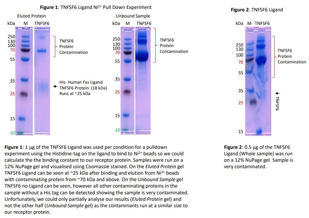 Recombinant Human Fas Ligand/TNFSF6 Protein 126-FL