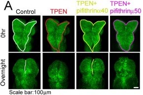 Pifithrin-α hydrobromide 1267
