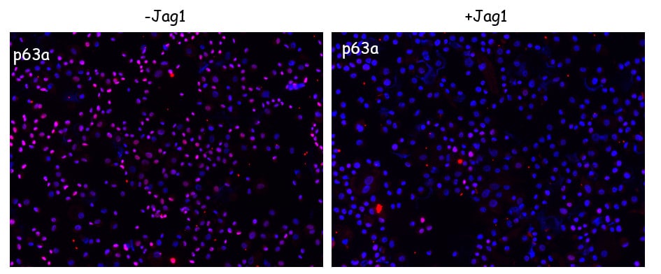 Recombinant Human Jagged 1 Fc Chimera Protein, CF 1277-JG