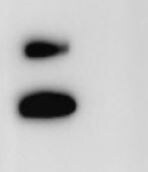 Recombinant Human Cystatin E/M Protein, CF 1286-PI
