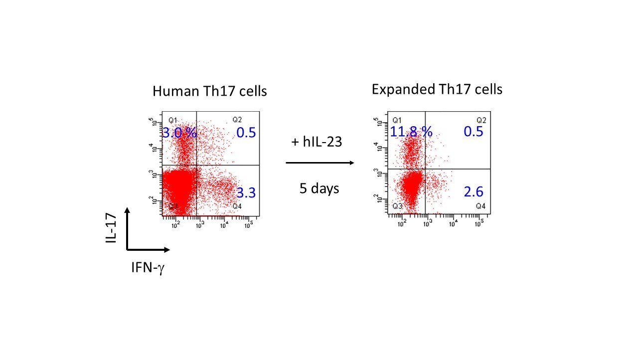 Recombinant Human IL-23 Protein 1290-IL