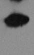 Recombinant Mouse Galectin-7 Protein 1304-GA