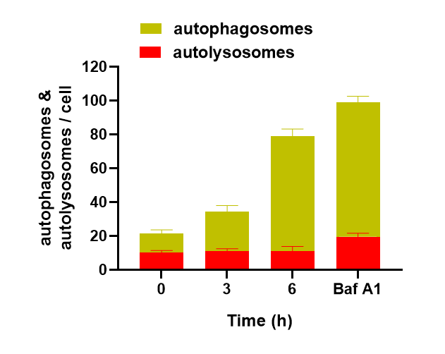 Bafilomycin A1 1334