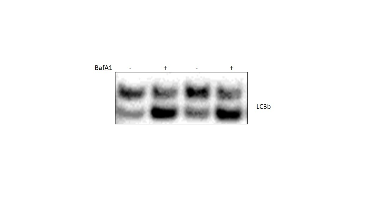 Bafilomycin A1 1334
