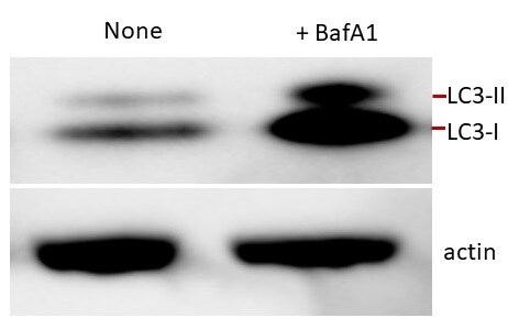 Bafilomycin A1 1334
