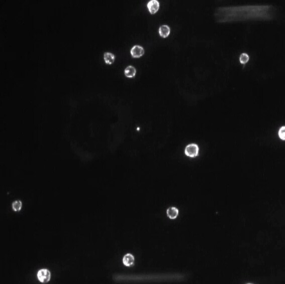 Recombinant Human P-Selectin/CD62P Fc Chimera Protein, CF 137-PS