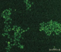 Trichostatin A 1406