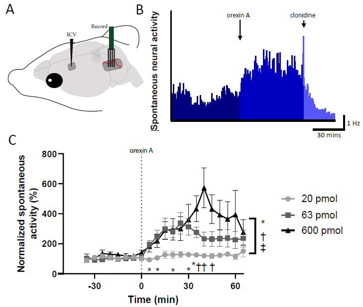 Orexin A (human, rat, mouse) 1455