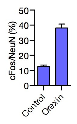 Orexin B (mouse) 1457