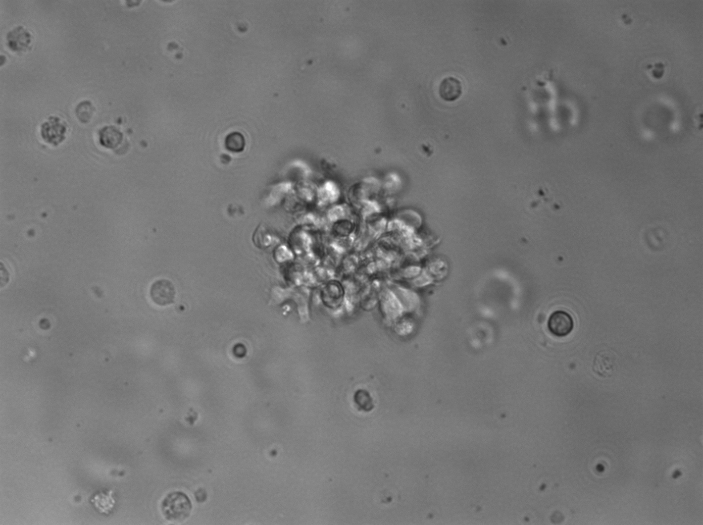 Recombinant Human Coagulation Factor II/Thrombin Protein, CF 1473-SE