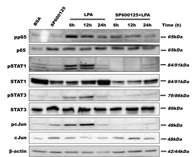 SP 600125 1496
