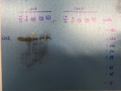 Recombinant Human Insulin R/CD220 (aa 28-944) Protein 1544-IR