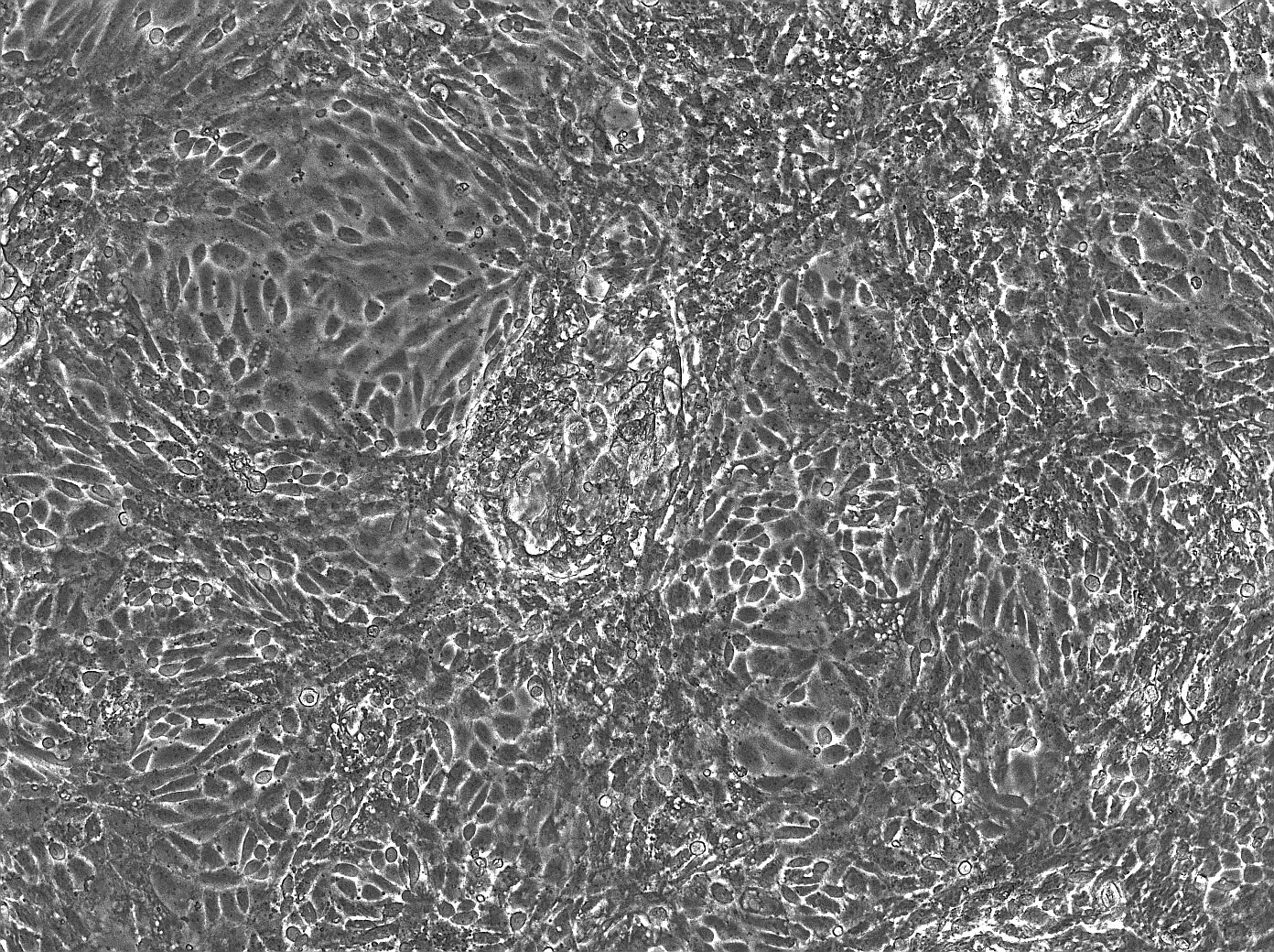 SB 431542 1614