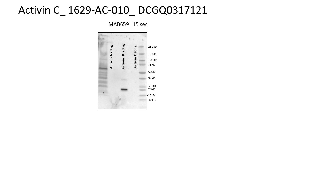 Recombinant Human Activin C Protein 1629-AC