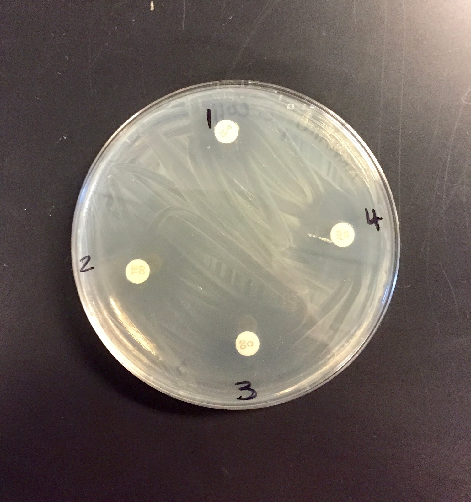 Herbimycin A 1629