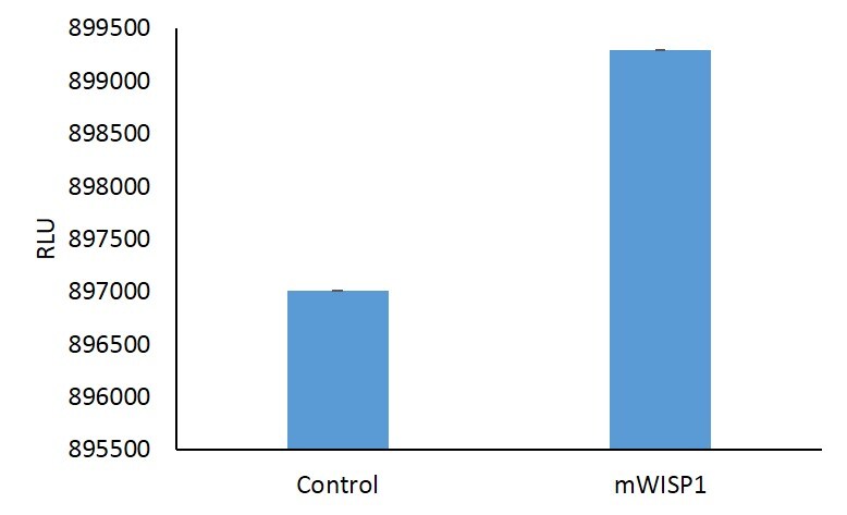 Recombinant Mouse WISP-1/CCN4 Protein, CF 1680-WS