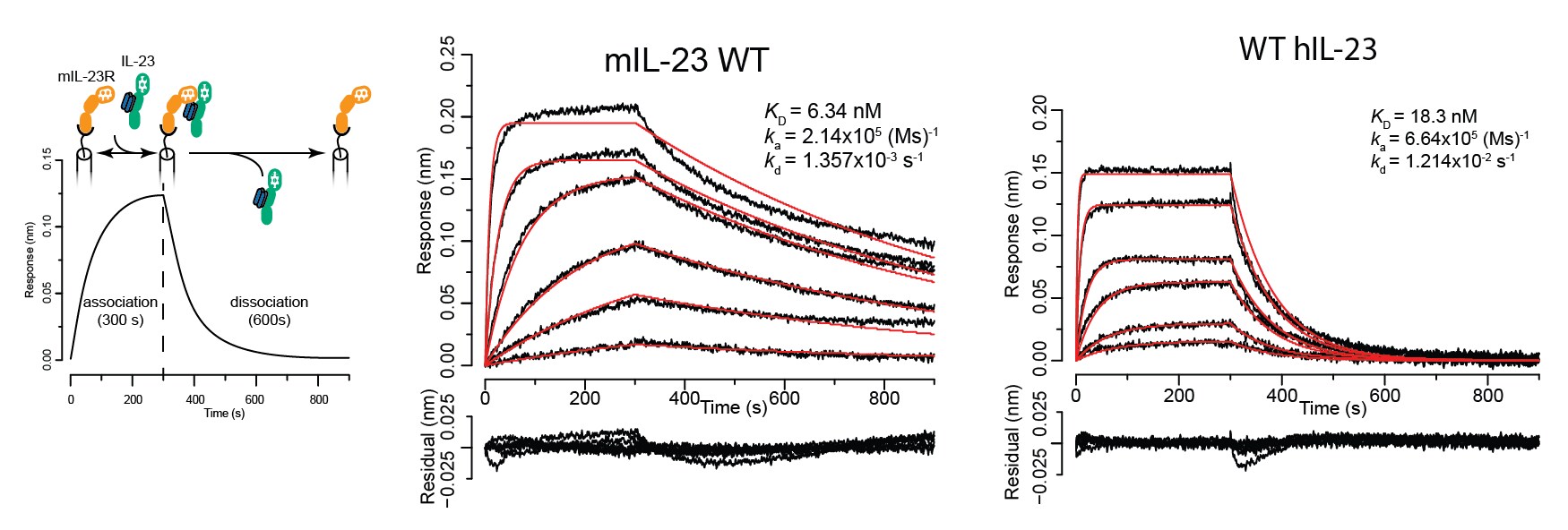 Recombinant Mouse IL-23R Fc Chimera Protein, CF 1686-MR