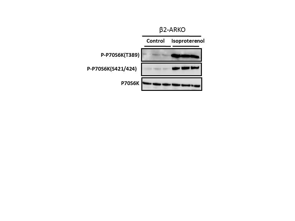 Isoproterenol hydrochloride 1747