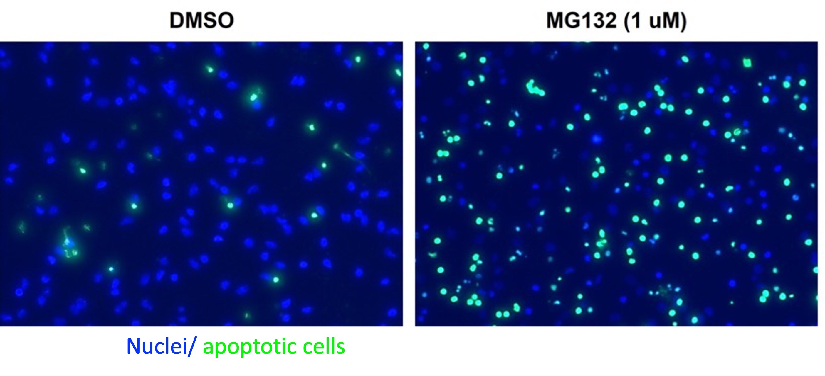 MG 132 1748