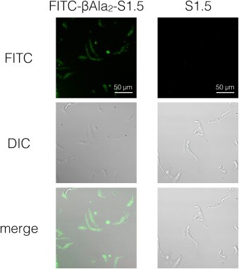 cGMP Dependent Kinase Inhibitor Peptide 1883