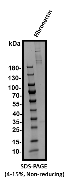 Human Fibronectin Protein, CF 1918-FN