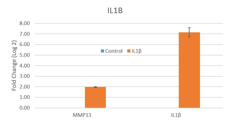 Recombinant Human IL-1 beta/IL-1F2 Protein 201-LB