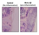 Recombinant Human IL-1 beta/IL-1F2 Protein 201-LB