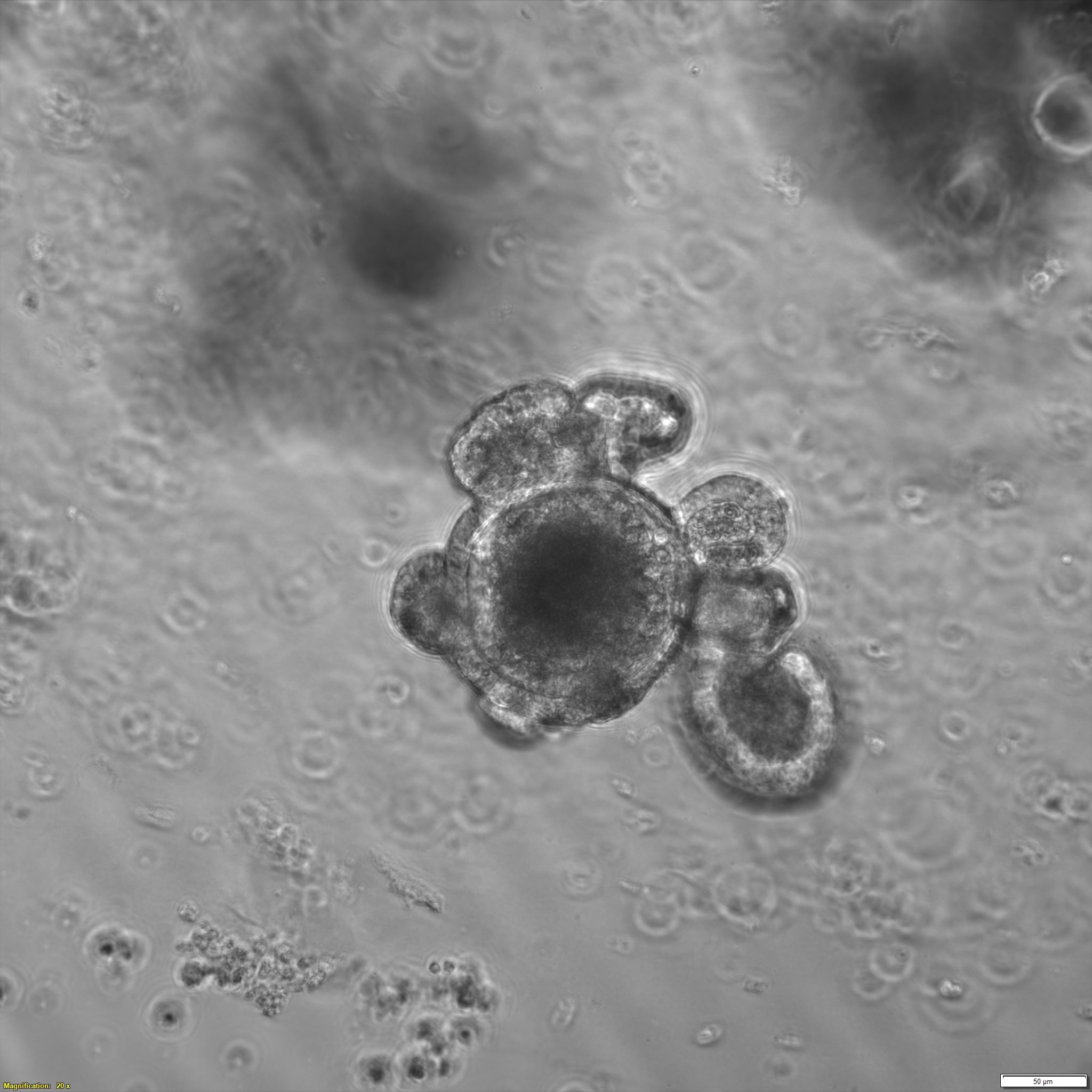 Recombinant Mouse EGF Protein, CF 2028-EG