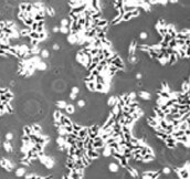 Recombinant Mouse EGF Protein, CF 2028-EG