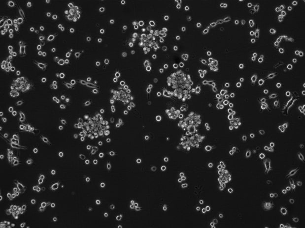 Recombinant Mouse EGF Protein, CF 2028-EG