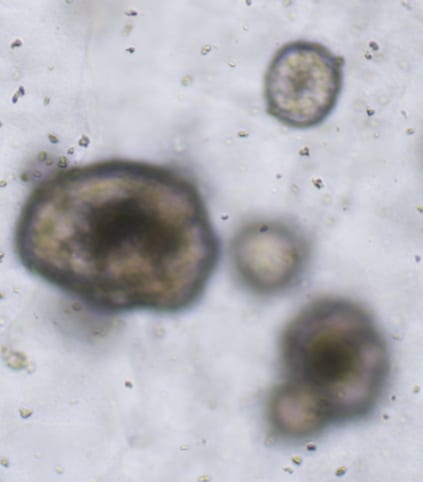 Recombinant Human IL-3 Protein 203-IL