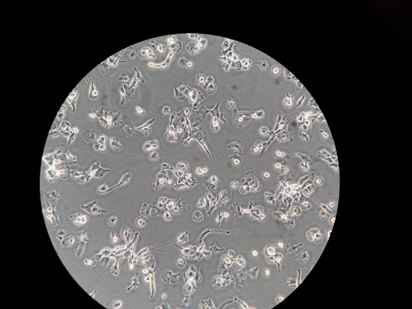 Recombinant Human IL-4 Protein 204-IL